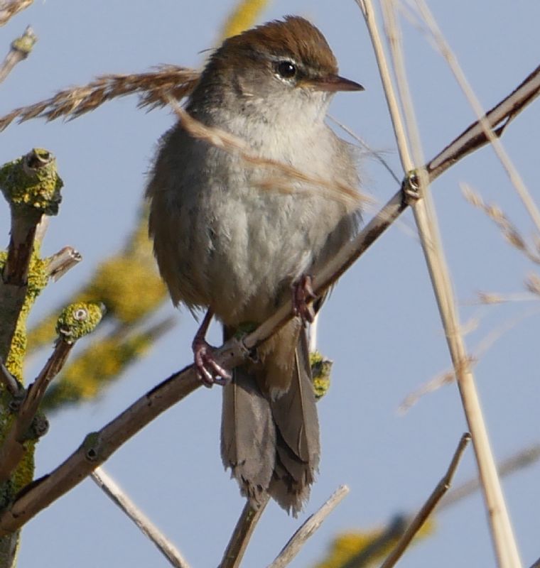 Cetti's Warbler - 20-04-2019