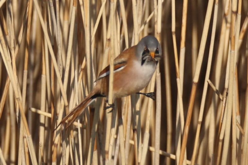 Bearded Tit - 21-04-2019