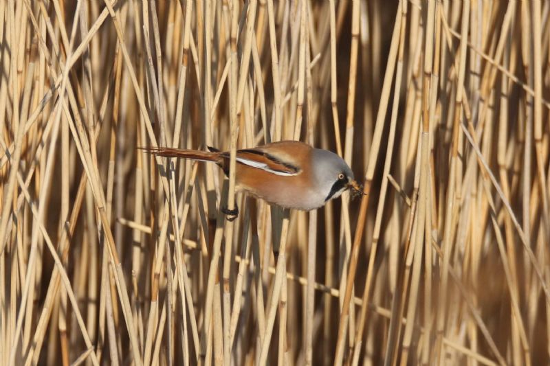 Bearded Tit - 21-04-2019