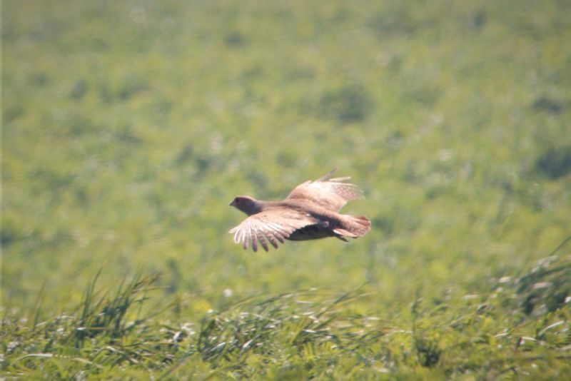 Grey Partridge - 22-04-2019