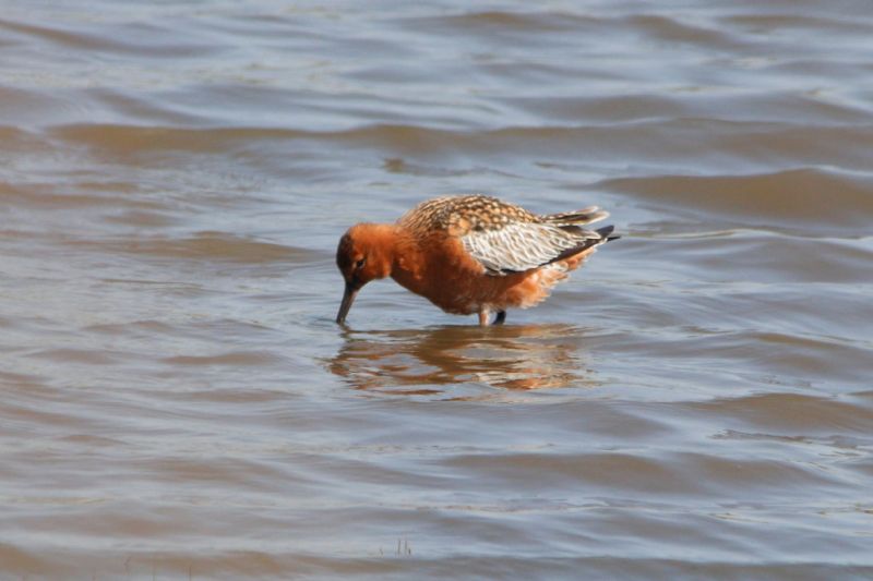 Bar-tailed Godwit - 22-04-2019