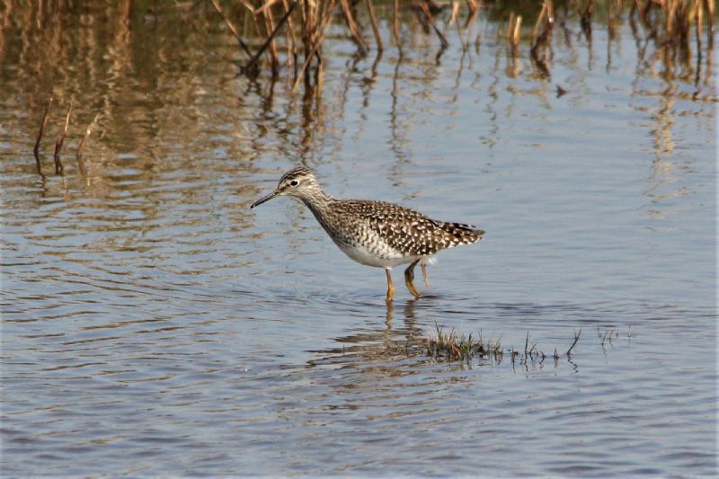 Wood Sandpiper - 22-04-2019