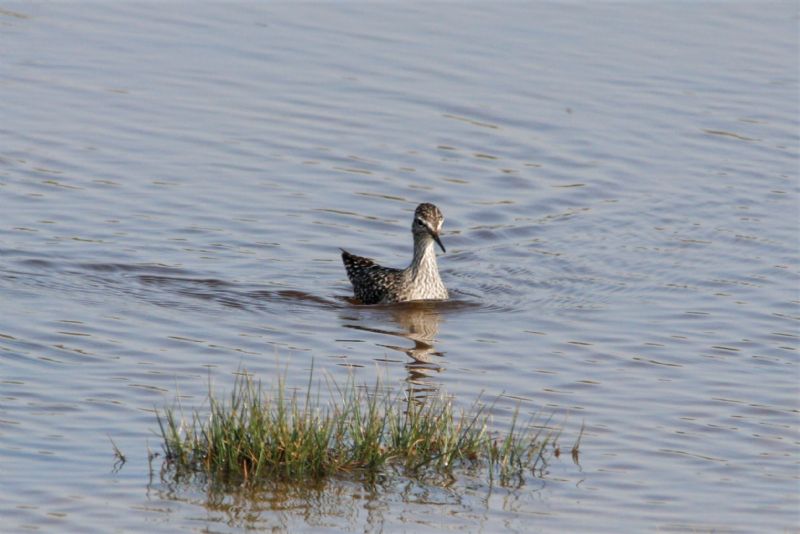 Wood Sandpiper - 22-04-2019