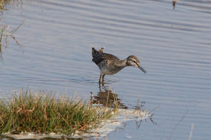 Wood Sandpiper - 22-04-2019