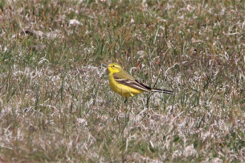 British Yellow Wagtail - 22-04-2019