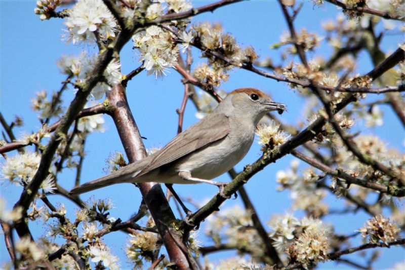 Blackcap - 22-04-2019