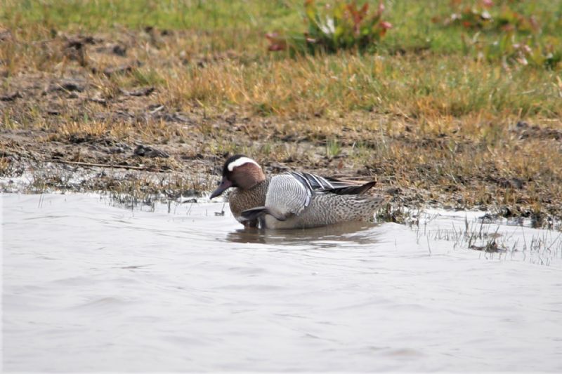 Garganey - 23-04-2019