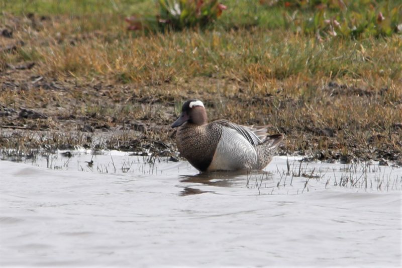 Garganey - 23-04-2019