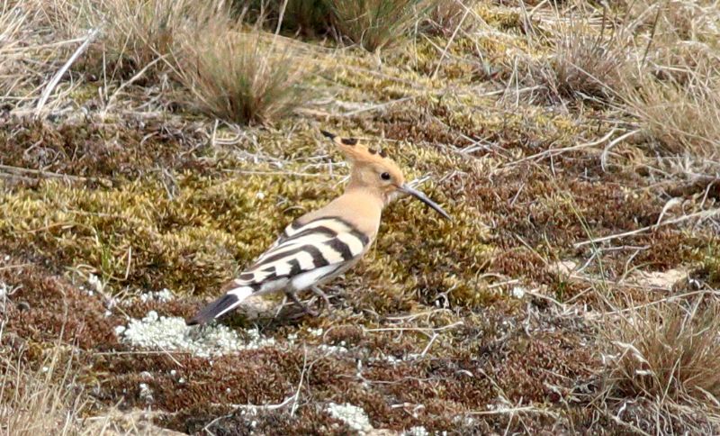 Hoopoe - 23-04-2019