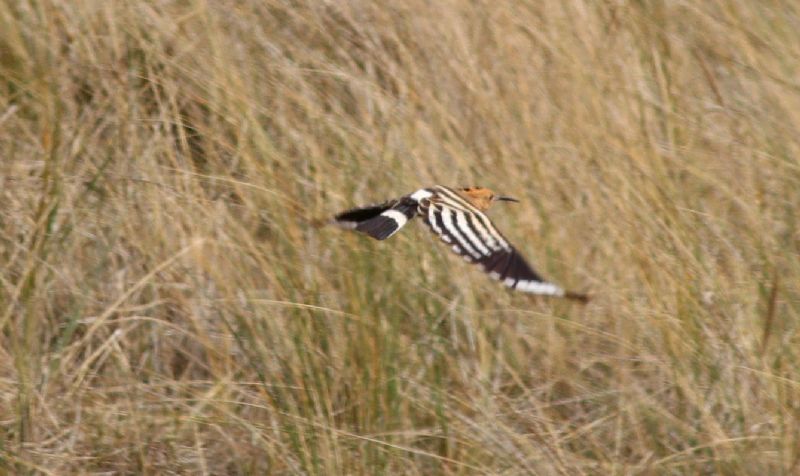 Hoopoe - 23-04-2019