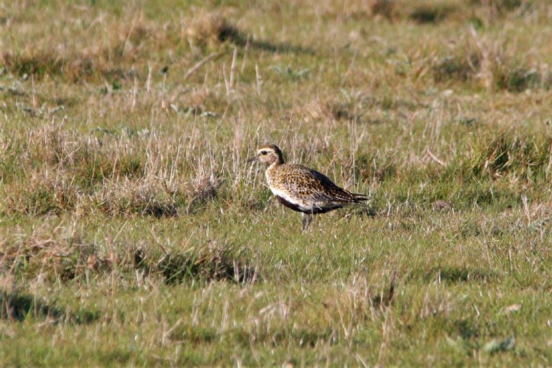 Golden Plover - 26-04-2019