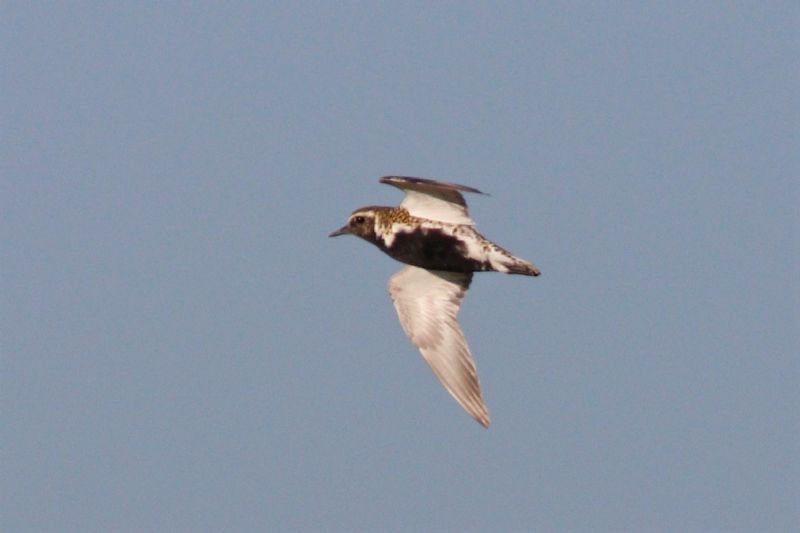 Golden Plover - 26-04-2019