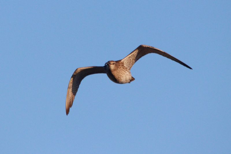 Whimbrel - 26-04-2019