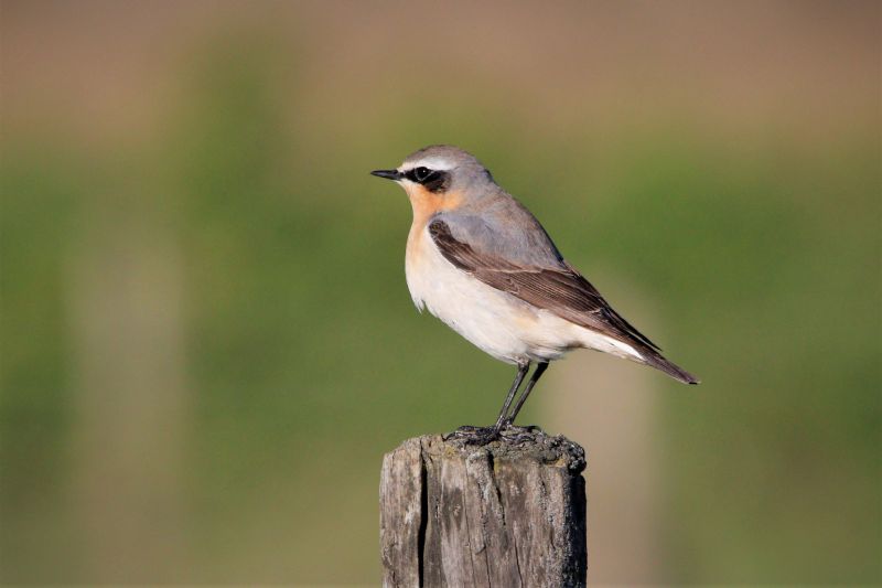 Wheatear - 26-04-2019