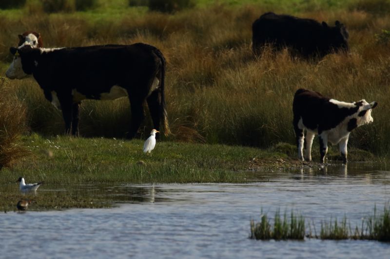 Cattle Egret - 30-04-2019