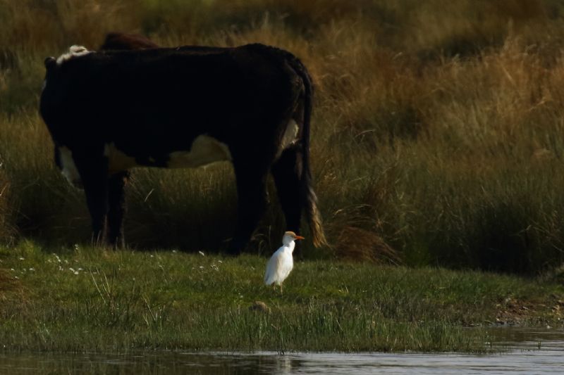 Cattle Egret - 30-04-2019