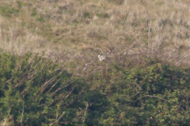 Great Spotted Cuckoo - 01-05-2019