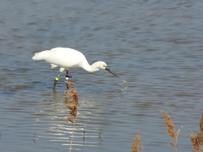 Spoonbill - 01-05-2019