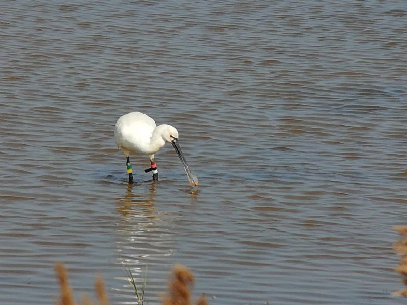 Spoonbill - 01-05-2019