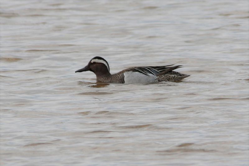 Garganey - 02-05-2019