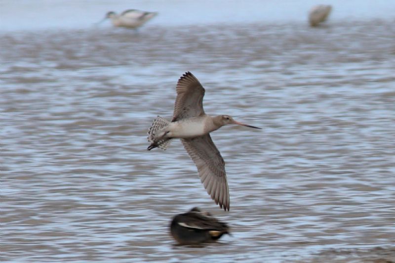 Bar-tailed Godwit - 02-05-2019