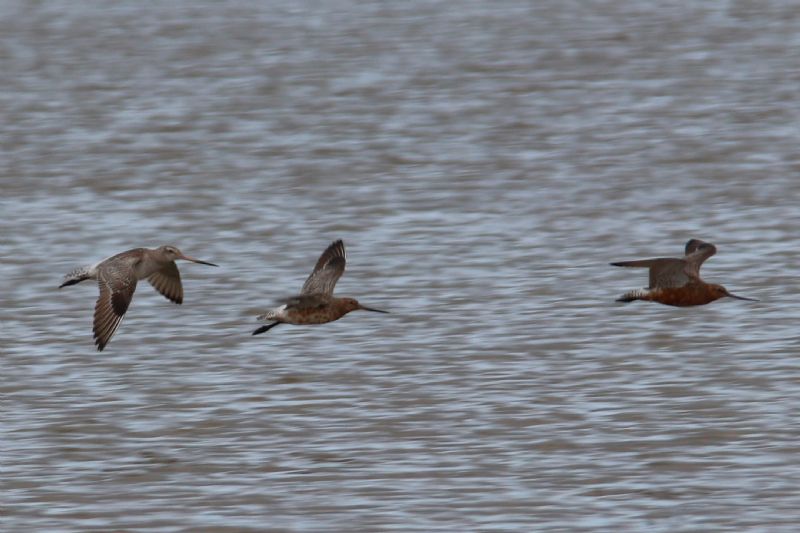 Bar-tailed Godwit - 02-05-2019