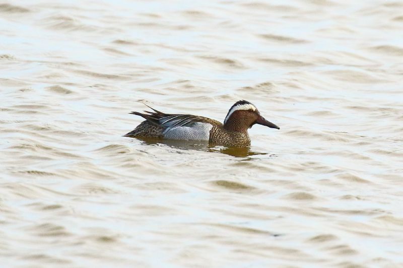 Garganey - 02-05-2019