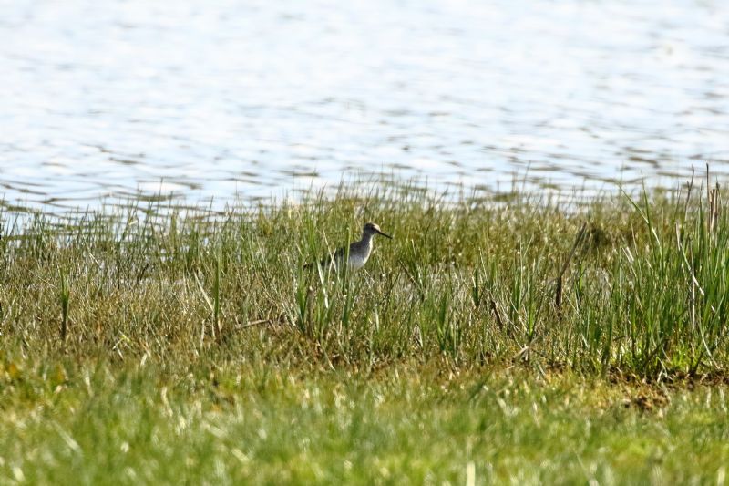 Wood Sandpiper - 07-05-2019