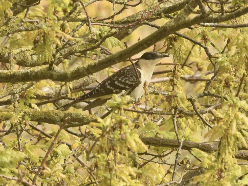 Great Spotted Cuckoo - 05-05-2019