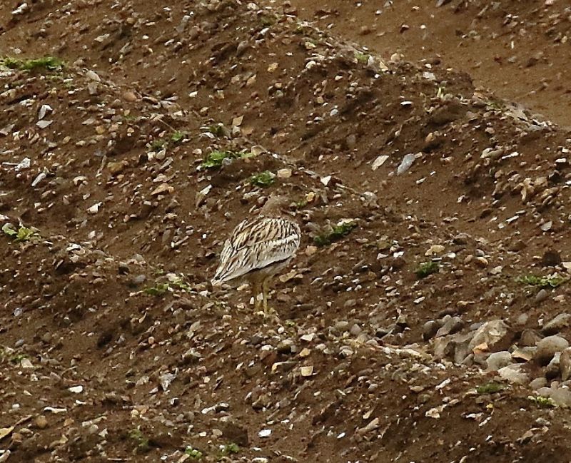 Stone Curlew - 09-05-2019