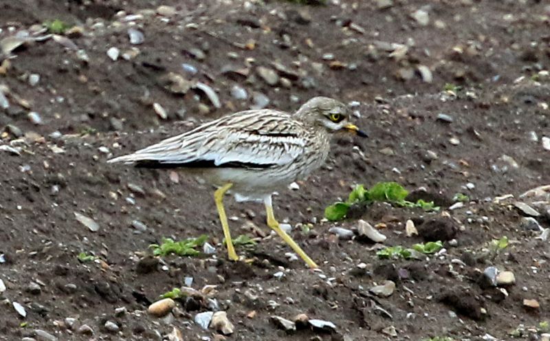 Stone Curlew - 09-05-2019