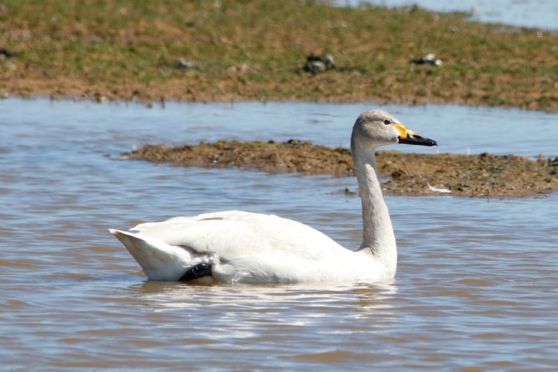 Bewick's Swan - 12-05-2019