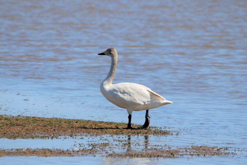 Bewick's Swan - 12-05-2019