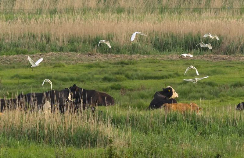 Cattle Egret - 01-06-2019