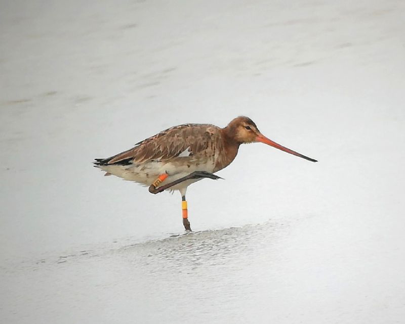 Black-tailed Godwit - 04-06-2019