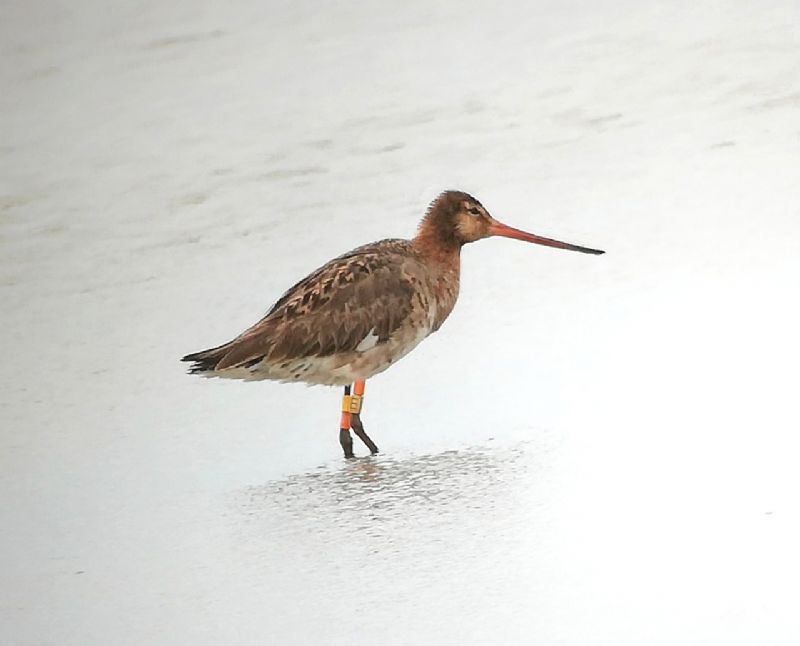 Black-tailed Godwit - 04-06-2019