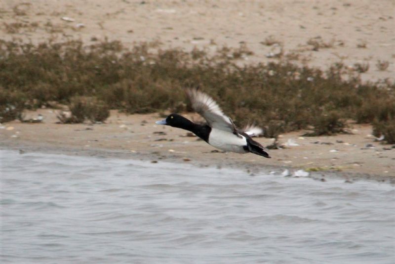 Scaup - 05-06-2019