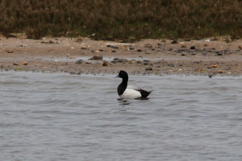 Scaup - 05-06-2019