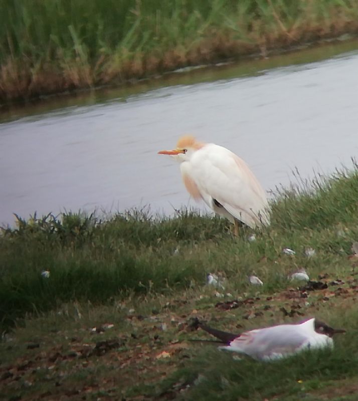 Cattle Egret - 05-06-2019