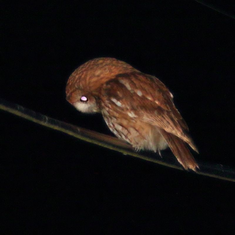 Tawny Owl - 06-06-2019