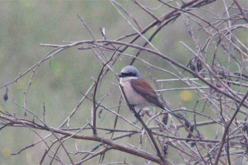 Red-backed Shrike - 12-06-2019