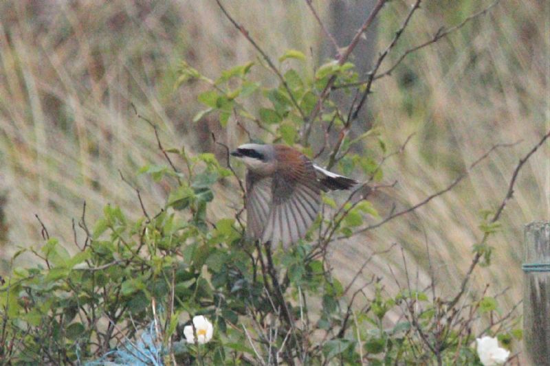 Red-backed Shrike - 12-06-2019