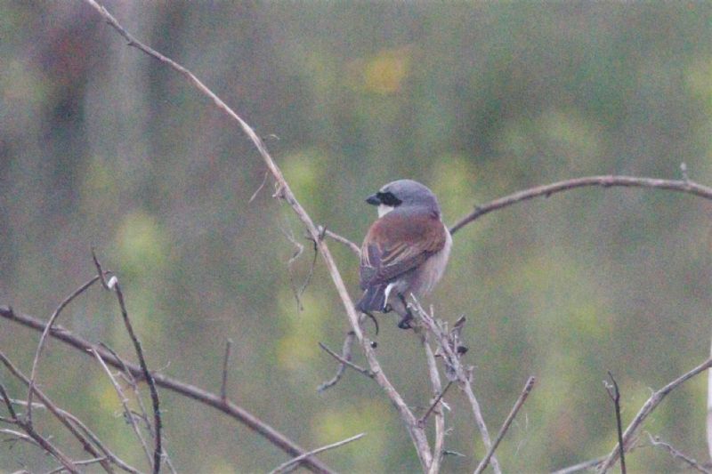 Red-backed Shrike - 12-06-2019