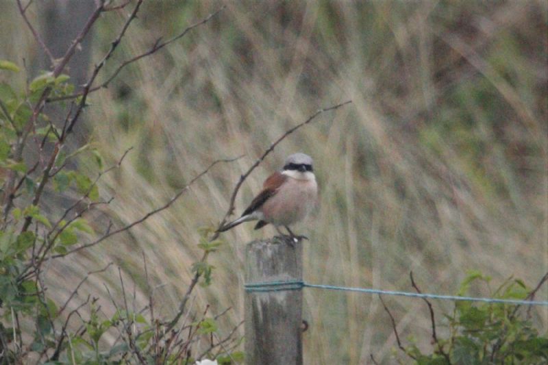 Red-backed Shrike - 12-06-2019