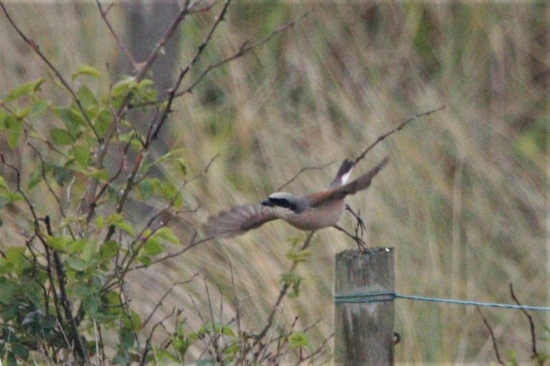 Red-backed Shrike - 12-06-2019