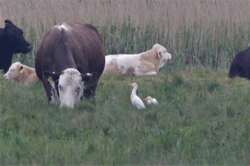 Cattle Egret - 12-06-2019