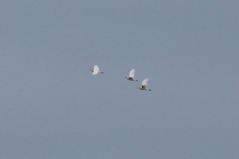 Cattle Egret - 12-06-2019