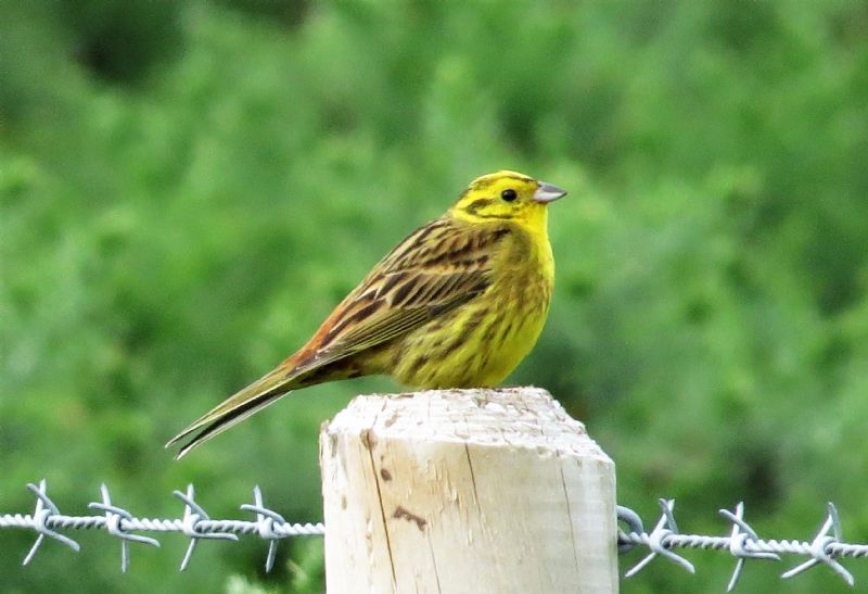 Yellowhammer - 18-06-2019