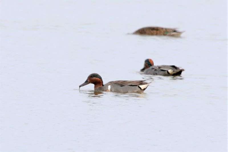 Green-winged Teal - 20-06-2019