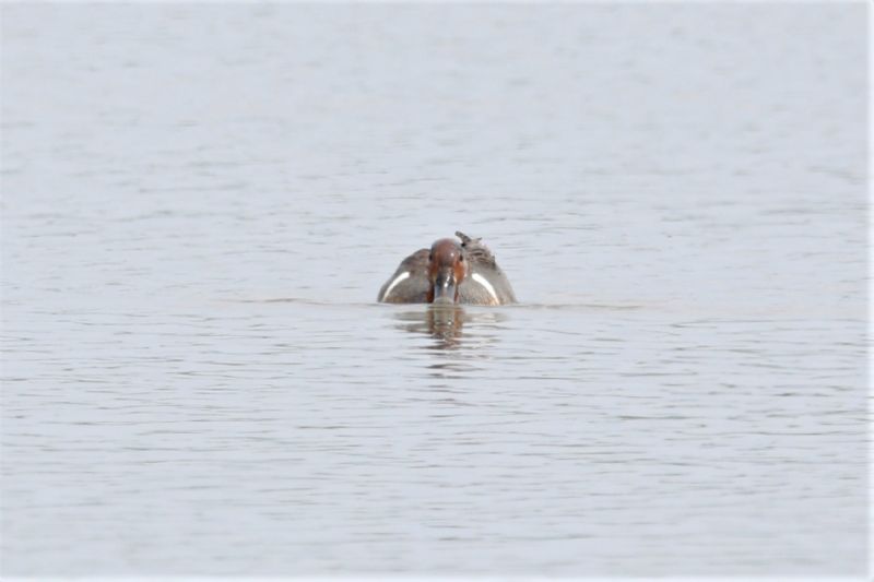 Green-winged Teal - 20-06-2019